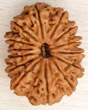 14 face rudraksha